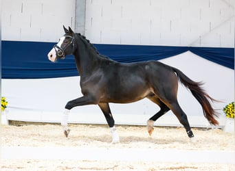 Poney de selle allemand, Étalon, 2 Ans, 144 cm, Bai brun