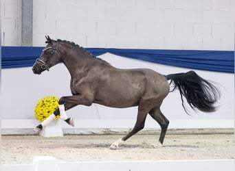 Poney de selle allemand, Étalon, 2 Ans, 144 cm, Isabelle