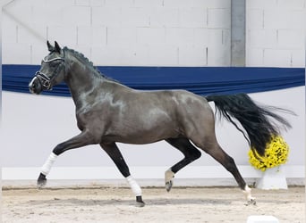 Poney de selle allemand, Étalon, 2 Ans, 144 cm, Isabelle