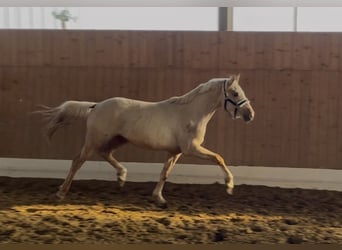 Poney de selle allemand, Étalon, 2 Ans, 144 cm, Palomino