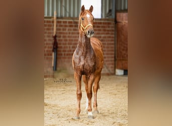 Poney de selle allemand, Étalon, 2 Ans, 145 cm, Alezan brûlé