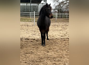 Poney de selle allemand, Étalon, 2 Ans, 145 cm, Bai brun foncé