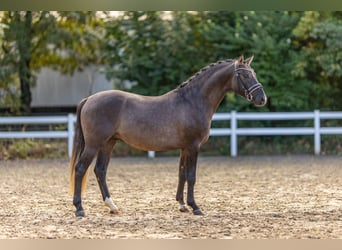 Poney de selle allemand, Étalon, 2 Ans, 145 cm, Grullo