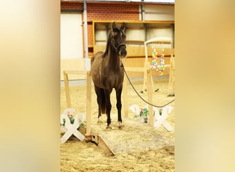 Poney de selle allemand, Étalon, 2 Ans, 145 cm, Isabelle
