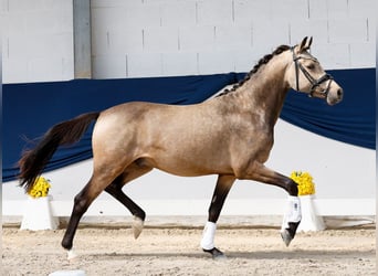 Poney de selle allemand, Étalon, 2 Ans, 145 cm, Isabelle
