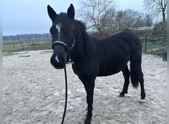 Poney de selle allemand Croisé, Étalon, 2 Ans, 145 cm, Noir