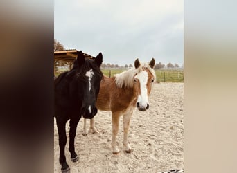 Poney de selle allemand Croisé, Étalon, 2 Ans, 145 cm, Noir