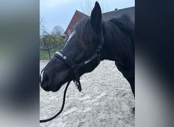 Poney de selle allemand Croisé, Étalon, 2 Ans, 145 cm, Noir