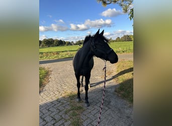 Poney de selle allemand Croisé, Étalon, 2 Ans, 145 cm, Noir