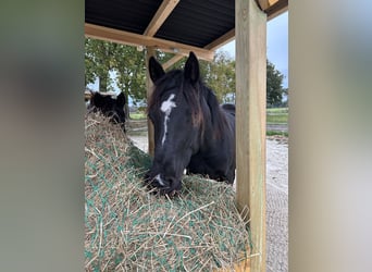 Poney de selle allemand Croisé, Étalon, 2 Ans, 145 cm, Noir