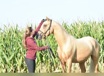 Poney de selle allemand, Étalon, 2 Ans, 145 cm, Palomino