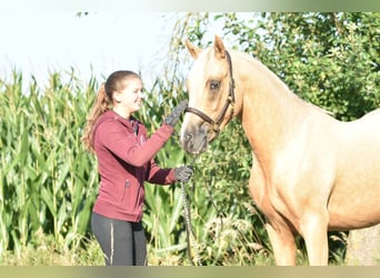 Poney de selle allemand, Étalon, 2 Ans, 145 cm, Palomino