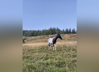 Poney de selle allemand Croisé, Étalon, 2 Ans, 145 cm, Pinto
