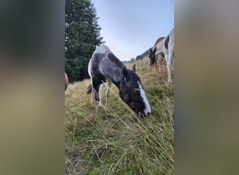 Poney de selle allemand Croisé, Étalon, 2 Ans, 145 cm, Pinto