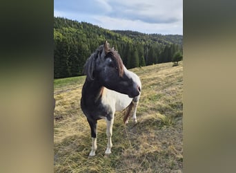Poney de selle allemand Croisé, Étalon, 2 Ans, 145 cm, Pinto