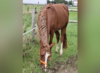 Poney de selle allemand, Étalon, 2 Ans, 145 cm, Rouan Rouge
