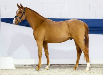 Poney de selle allemand, Étalon, 2 Ans, 146 cm, Alezan