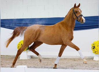Poney de selle allemand, Étalon, 2 Ans, 146 cm, Alezan