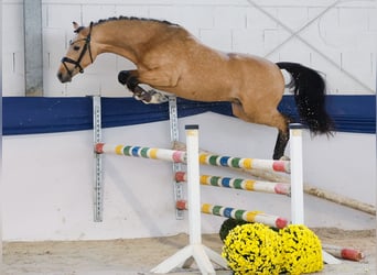 Poney de selle allemand, Étalon, 2 Ans, 146 cm, Isabelle