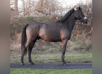 Poney de selle allemand, Étalon, 2 Ans, 146 cm, Noir