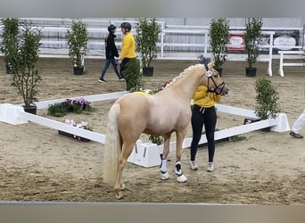 Poney de selle allemand, Étalon, 2 Ans, 146 cm, Palomino