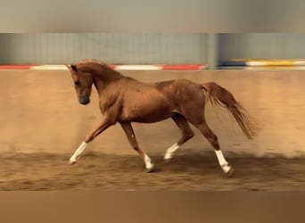 Poney de selle allemand, Étalon, 2 Ans, 147 cm, Alezan