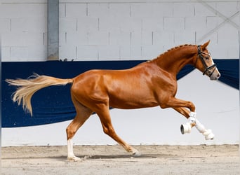 Poney de selle allemand, Étalon, 2 Ans, 147 cm, Alezan