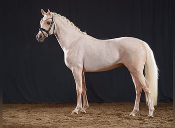 Poney de selle allemand, Étalon, 2 Ans, 147 cm