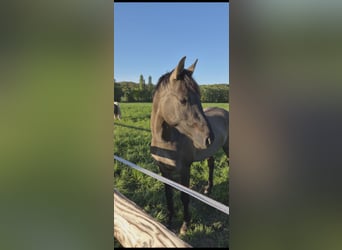 Poney de selle allemand, Étalon, 2 Ans, 147 cm, Grullo