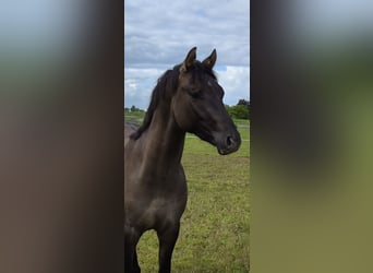 Poney de selle allemand, Étalon, 2 Ans, 147 cm, Grullo