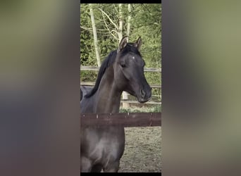Poney de selle allemand, Étalon, 2 Ans, 147 cm, Grullo