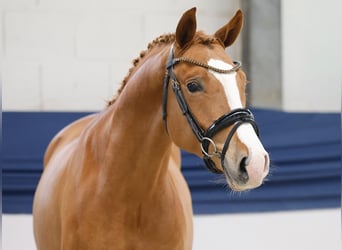 Poney de selle allemand, Étalon, 2 Ans, 147 cm, Palomino