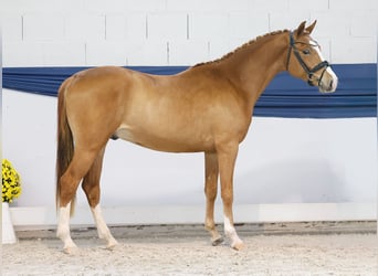 Poney de selle allemand, Étalon, 2 Ans, 147 cm, Palomino