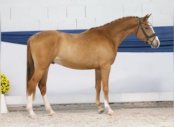 Poney de selle allemand, Étalon, 2 Ans, 147 cm, Palomino