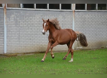 Poney de selle allemand, Étalon, 2 Ans, 148 cm, Alezan