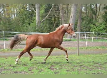 Poney de selle allemand, Étalon, 2 Ans, 148 cm, Alezan