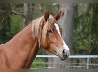Poney de selle allemand, Étalon, 2 Ans, 148 cm, Alezan