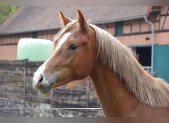 Poney de selle allemand, Étalon, 2 Ans, 148 cm, Alezan