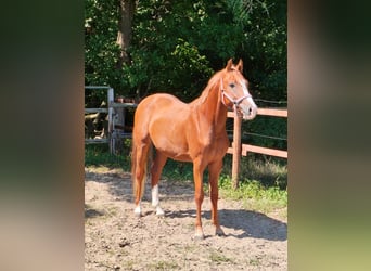 Poney de selle allemand, Étalon, 2 Ans, 148 cm, Alezan