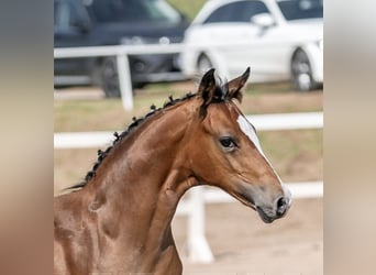 Poney de selle allemand, Étalon, 2 Ans, 148 cm