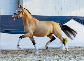 Poney de selle allemand, Étalon, 2 Ans, 148 cm, Isabelle