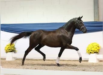 Poney de selle allemand, Étalon, 2 Ans, 148 cm, Noir