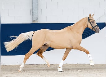 Poney de selle allemand, Étalon, 2 Ans, 148 cm, Palomino