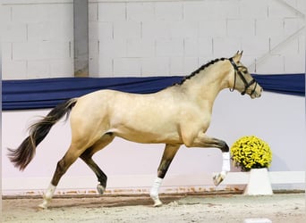 Poney de selle allemand, Étalon, 2 Ans, 150 cm, Isabelle