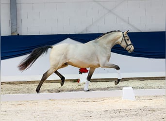 Poney de selle allemand, Étalon, 2 Ans, 150 cm, Isabelle