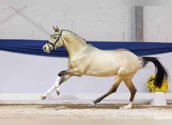 Poney de selle allemand, Étalon, 2 Ans, 150 cm, Isabelle