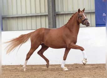 Poney de selle allemand, Étalon, 2 Ans, 151 cm, Alezan