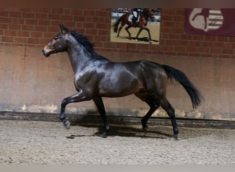 Poney de selle allemand Croisé, Étalon, 2 Ans, 154 cm, Bai