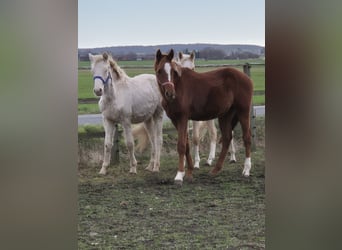 Poney de selle allemand, Étalon, 2 Ans, 155 cm, Alezan brûlé