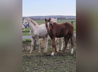 Poney de selle allemand, Étalon, 2 Ans, 155 cm, Alezan brûlé